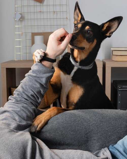 The Importance of Treating Your Dog's Ear Infection