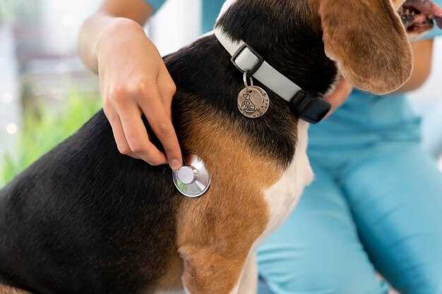 Doxycycline: Effective Treatment Option for Lyme Disease in Dogs