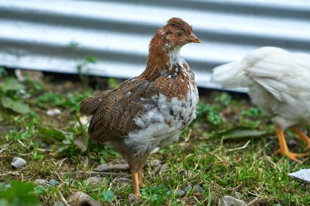 Doxycycline Side Effects in Poultry