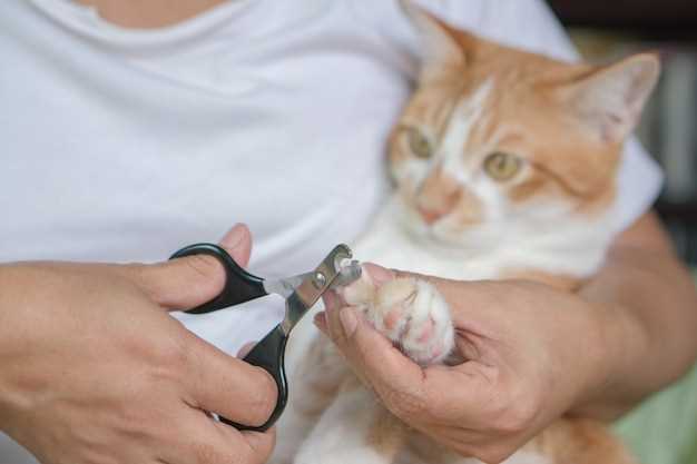 Key Points about Doxycycline for Cats: