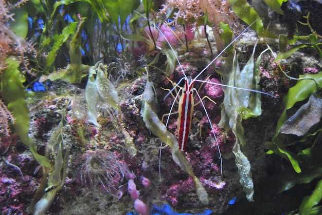 Aquarium doxycycline