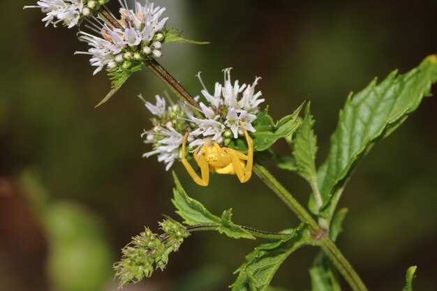 Doxycycline and hives