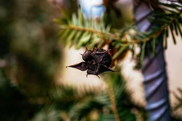 Doxycycline deer tick