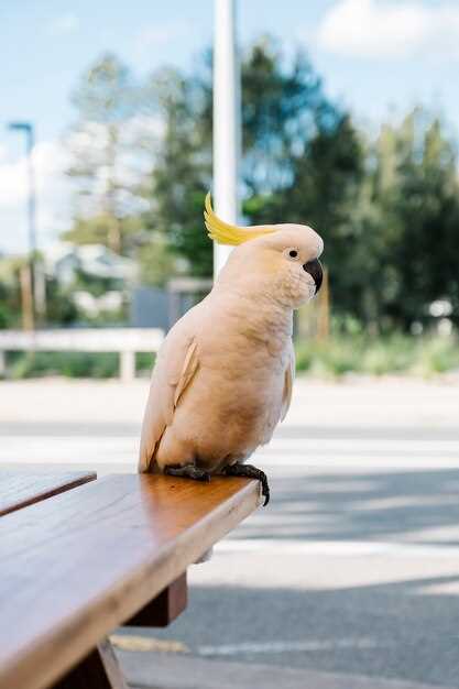 Doxycycline dosage for budgies