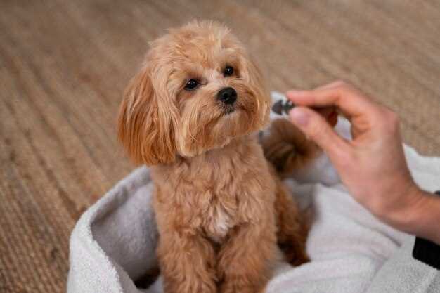 Doxycycline dosage for lymes in dogs