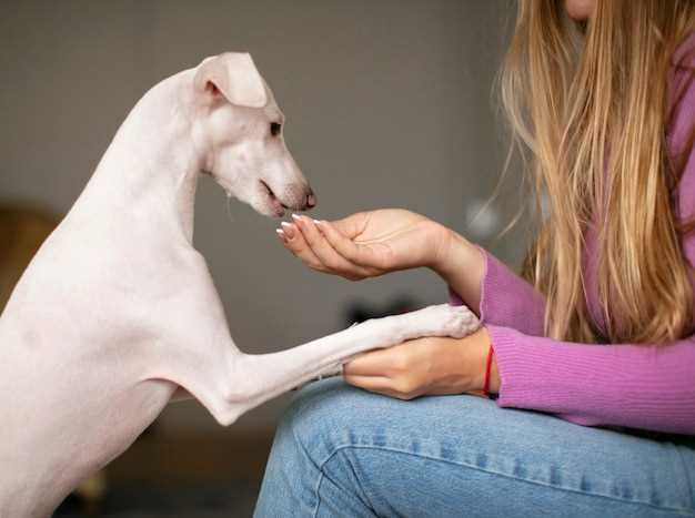 Doxycycline dosage in cat