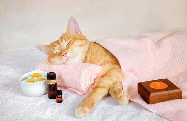 Doxycycline dose for cats