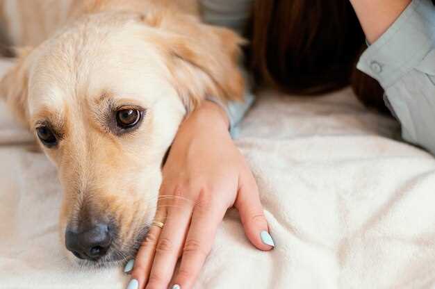 Doxycycline dose for dogs uti