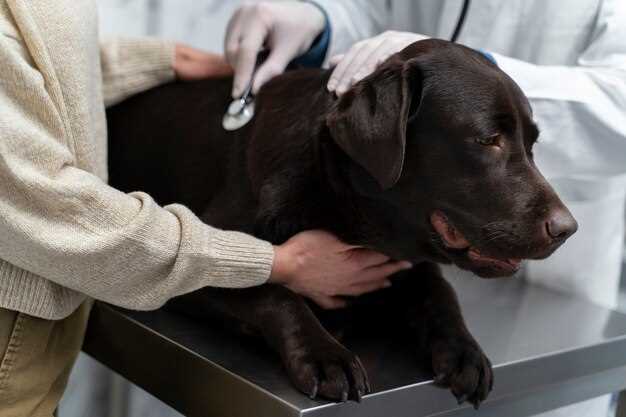 Doxycycline for dog bladder infection