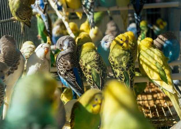 Doxycycline for parakeets