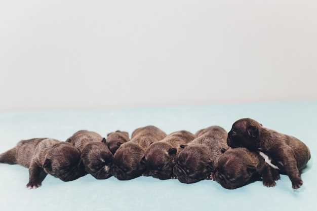 Doxycycline hyclate 100mg puppies uri