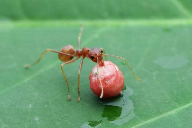 Doxycycline hyclate tick bite