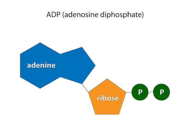 Doxycycline hyclate vs mono hyclate