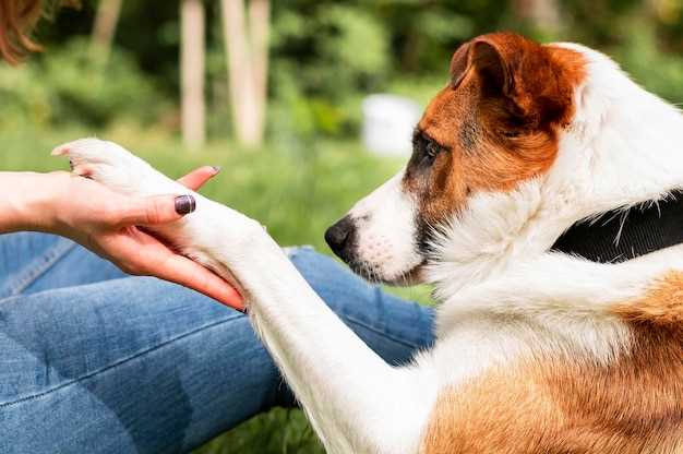 Doxycycline k9 dosage