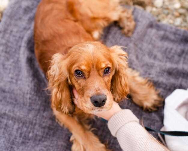 Doxycycline rocky mountain spotted fever in dogs