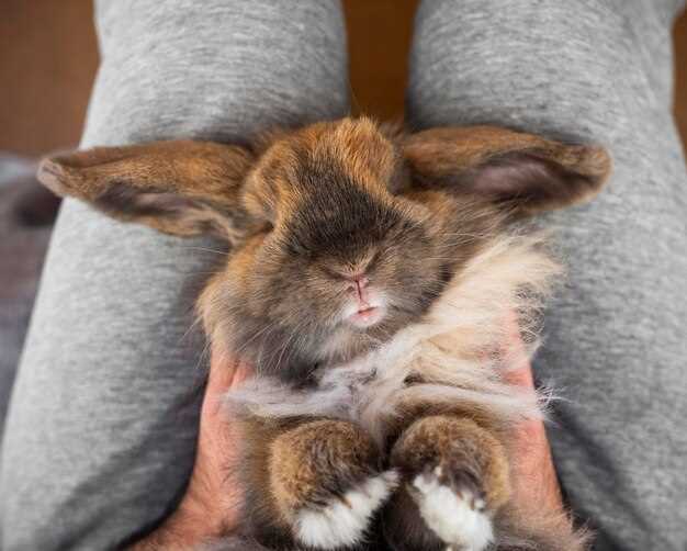 Doxycycline side effects in rabbits