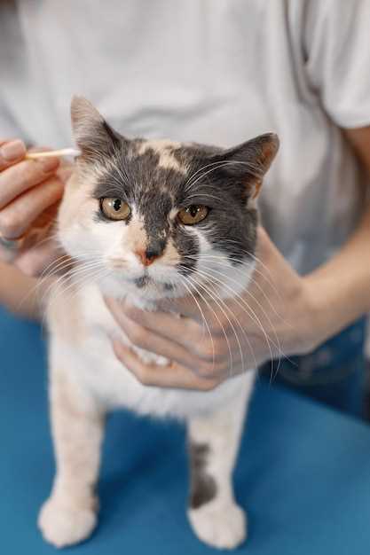 Giving doxycycline cats