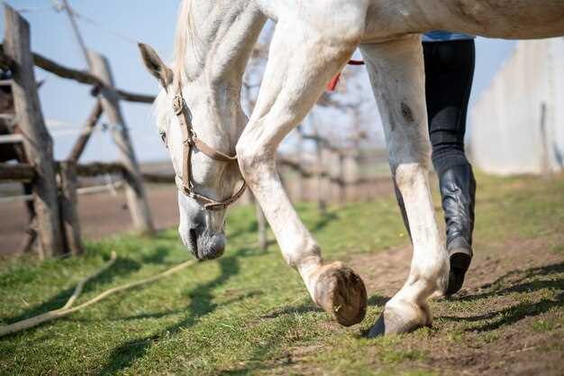 Horse lyme disease doxycycline