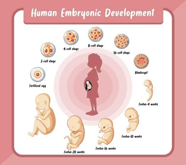What does doxycycline do to a fetus